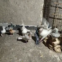 15تا گفتر پرشی زدوخردی قیمت یک جا دونه پنصدهزار تو