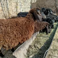 بره علف خور شیر مست|حیوانات مزرعه|قم, امامزاده ابراهیم|دیوار