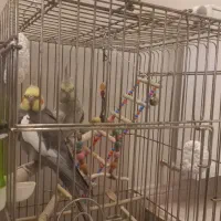 عروس هلندی جفت نر و ماده