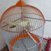 عروس هلندی همراه با قفس