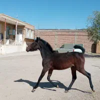 کره مادیان