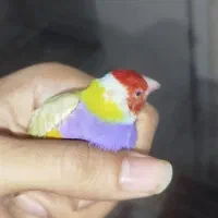 فنچ گلدین اورجینال|پرنده|پاکدشت, حصار امیر|دیوار