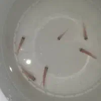 کالر ویدو سفید