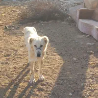 سگ گله دوساله|سگ|پیشوا, |دیوار