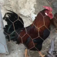 سه عددخروس یکساله درشت