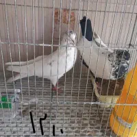 کبوتر فروشی|پرنده|تفت, |دیوار