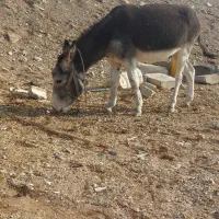 فروش یک الاغ نر اخته|حیوانات مزرعه|سمنان, |دیوار