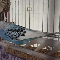 مرغ عشق|پرنده|فامنین, |دیوار