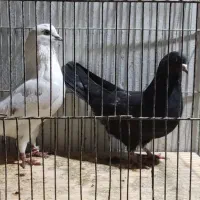 فروش کبوتر یا کفتر|پرنده|دابودشت, |دیوار