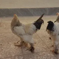 فروش مرغ و خروس برهما|حیوانات مزرعه|شیراز, شهرک کوشکک|دیوار