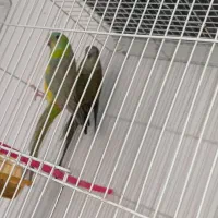 طوطی آوازه خوان مولد ردچیک اورجینال تراکویس نرمال