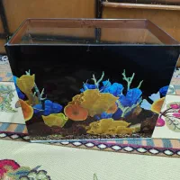 اکواریوم|ماهی|پاکدشت, پاکدشت (مامازند)|دیوار