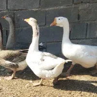 غوغاز