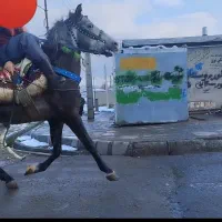 اسب نژاد کرد خالص 6سال