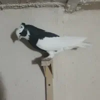 کبوتر  طوقی    زرقان