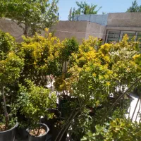 خدمات کارهای باغ و باغشهر وفروش مرغوب ترین درختان|خدمات باغبانی و درختکاری|شیراز, شهرک گلستان|دیوار