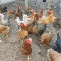 ۲۵ عدد مرغ محلی