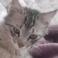 گربه مهربون