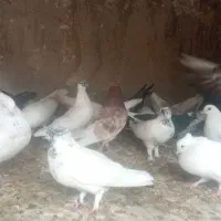 ۲۵عدد کفتر اوچان همه رقم یکجا ۵میلیون