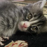 3عدد گربه دوماهه غذاخور شده خونگی