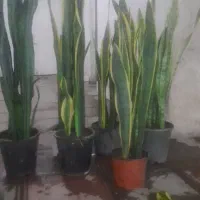 گل سانسوریا