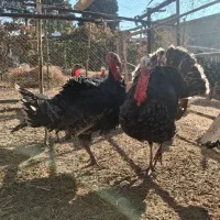 بوقلمون بالغ و خروس محلی|حیوانات مزرعه|شریف‌آباد, |دیوار