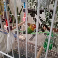 یک عدد طوطی برزیلی نر بالغ تقریبا یک ساله|پرنده|محمدیه-قزوین, |دیوار