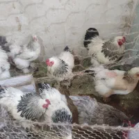 تخم نطفه دار برهما و کوشین