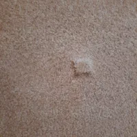 موکت پالاز نرم ،پرز بلند درحد نو و خوشرنگ|موکت|دزفول, |دیوار