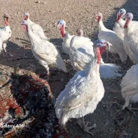 بوقلمون بیوتی 6 فوق سنگین|حیوانات مزرعه|پاسارگاد, |دیوار