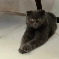 گربه ماده نژاد «اسکاتیش دبل فولد»