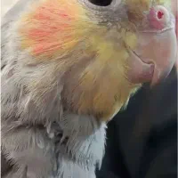 عروس هلندی نر به زمانت|پرنده|تربت‌حیدریه, کوی شهید احمدزاده ملکی|دیوار