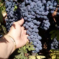 نهال انگور سردشت دیم|خدمات باغبانی و درختکاری|کرمان, |دیوار