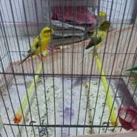 قناری رسمی بلند|پرنده|کهریزک, |دیوار