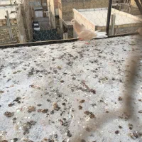 کفتر زرد پرسی|پرنده|یزد, |دیوار