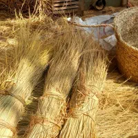 ساقه برنج(کولوش)