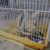 فروش خرگوش|موش و خرگوش|تالش, هشتپر|دیوار