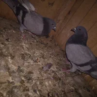 کفتر پرشی|پرنده|قم, شاه ابراهیم|دیوار