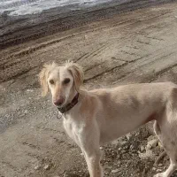 تازی ماده / تانجی|سگ|دیواندره, |دیوار