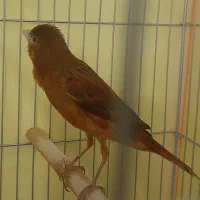 قناری سرخ نر، مست مادگیر|پرنده|شیراز, طلاب|دیوار