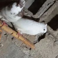 دوعدد کبوتر  نر پرشی|پرنده|خان ببین, |دیوار