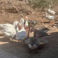 غاز فروشی در صوفیان|حیوانات مزرعه|صوفیان, |دیوار