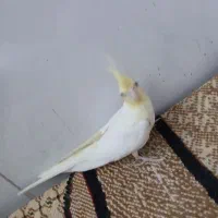 عروس هلندی