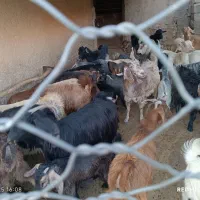 20عدد بز داشتی و زایرن برا فروش مکان چاروسا