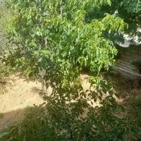 باغ ویلا کلنگی پر از درختان میوه ای .نمین