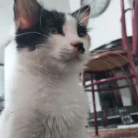 واگذاری دو گربه ۶ و ۷ ماهه|گربه|اراک, |دیوار