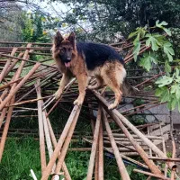 حیوان خانگی