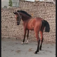 خرید و فروش اسب