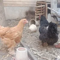 مرغ و خروس برهما