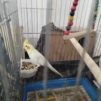 عروس هلندی و مرغ عشق